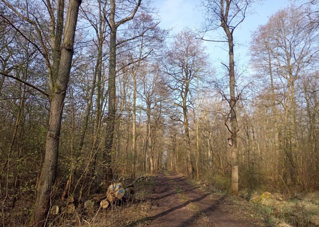 Wald mit Holznutzung und Weg